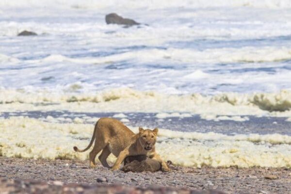 Tre leonesse hanno iniziato a cacciare animali marini in Namibia: otarie e cormorani nel menù