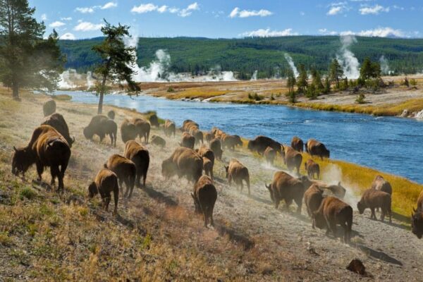 Il Parco di Yellowstone, cosa c’è da sapere